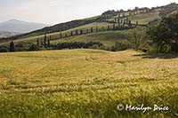 Cypress lined road near La Foce, Tuscany, Italy