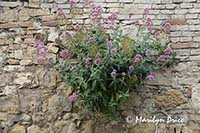 Flowers growing in the town wall, San Quirico, Tuscany, Italy