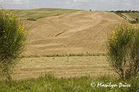 Hay bales and broom, Tuscany, Italy