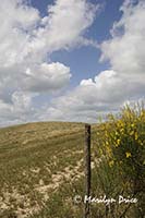 Fence post, broom, fields, and clouds, Tuscany, Italy