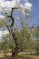 Very old olive tree, Tuscany, Italy