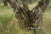 Very old olive tree, Tuscany, Italy