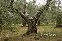 Very old olive tree, Tuscany, Italy