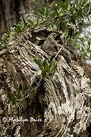 Very old olive tree, Tuscany, Italy