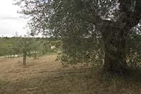 Very old and very young olive trees, Tuscany, Italy