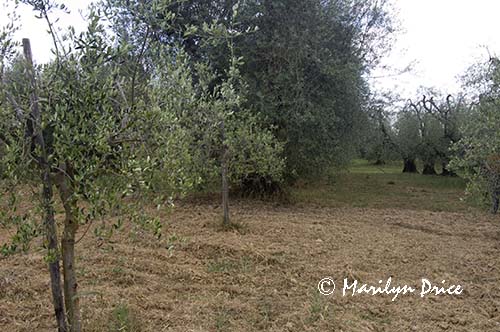 Very old and very young olive trees, Tuscany, Italy