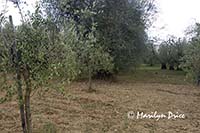 Very old and very young olive trees, Tuscany, Italy