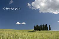 Cypress grove, Tuscany, Italy