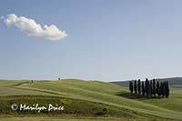 Cypress grove, Tuscany, Italy