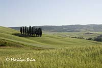 Cypress grove, Tuscany, Italy