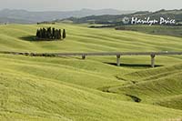 Cypress grove, Tuscany, Italy