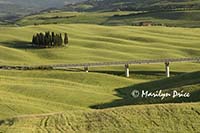 Cypress grove, Tuscany, Italy