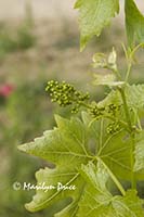 Baby grapes, Tuscany, Italy