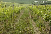 Vineyard, Tuscany, Italy