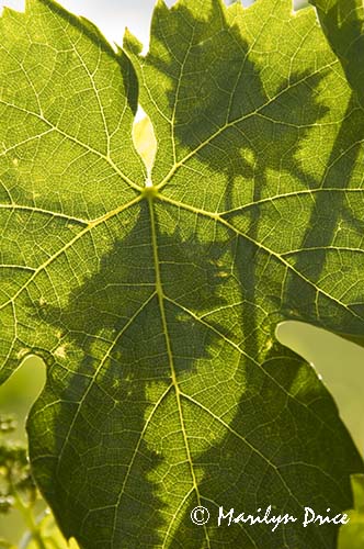 Grape leaf shadows on a grape leaf, Tuscany, Italy