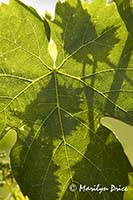 Grape leaf shadows on a grape leaf, Tuscany, Italy