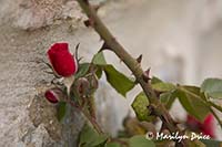 Rosebud, Tuscany, Italy