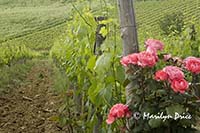 Vineyard and rose, Tuscany, Italy