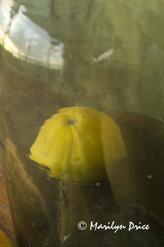 Gourd as seen through a wine bottle, Tuscany, Italy