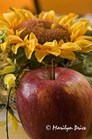 Apple and sunflower, Tuscany, Italy