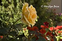 Rose, Montalcino, Tuscany, Italy