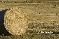 Hay bale and fields, Tuscany, Italy