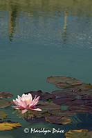 Waterlily, Tuscany, Italy