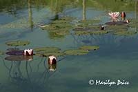 Waterlily, Tuscany, Italy