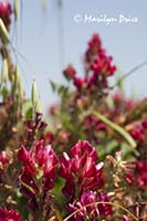 Red clover, Tuscany, Italy