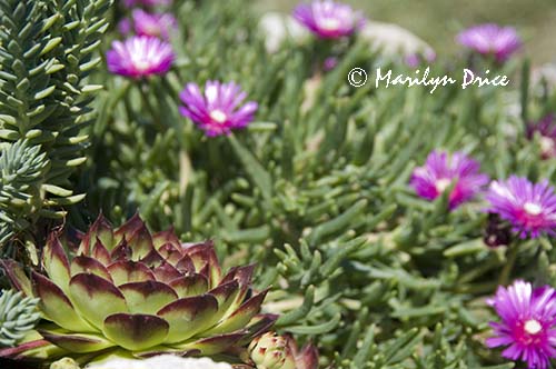 Sedum and ice plant, Tuscany, Italy