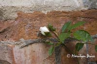 Rose, Tuscany, Italy