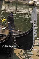 Gondola prows, Venice, Italy