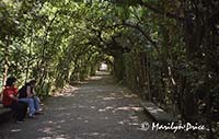 Shady path in the Boboli Gardens, Florence, Italy