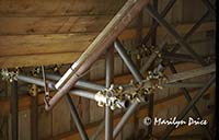 Scaffolding detail, Theatre de Fenice, Venice, Italy