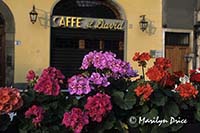 Geraniums in front of a restaurant, Piazza della Signoria, Florence, Italy