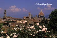 Duomo, Palazzo Vecchio, and skyline, Florence, Italy, from Val della Rosi (Rose Garden)