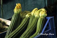 Zucchini with flowers at Marcato Nuovo, Florence, Italy