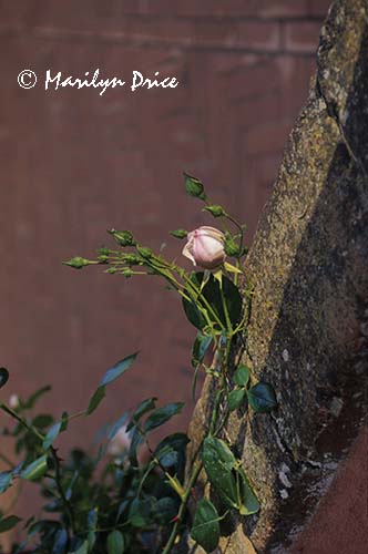 Rose, Villa Rosa near Panzano, Italy