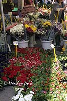 Flowers and potted plants at market, Greve in Chianti, Italy