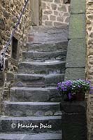 Stairway, Volpaia, Italy, with phlox