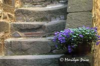 Stairway, Volpaia, Italy, with phlox