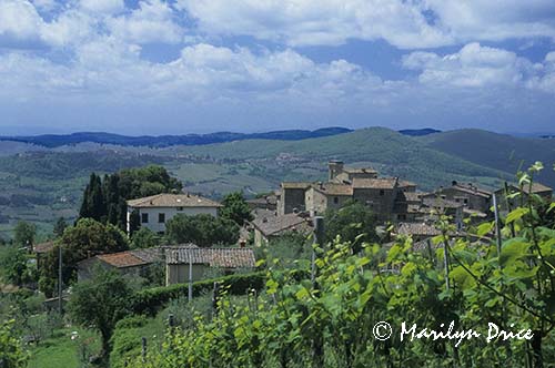 The rooftops of Volpaia, Italy, through a vineyard