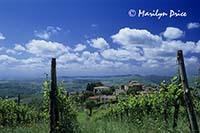 The rooftops of Volpaia, Italy, through a vineyard