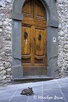 Cat and door, Radda in Chianti, Italy