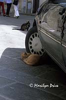 Unconcerned cats, Radda in Chianti, Italy