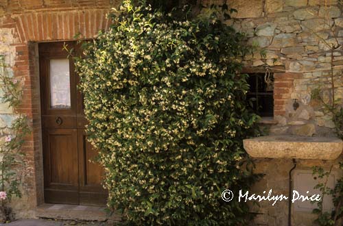 Doorway with jasmine, San Sano, Italy