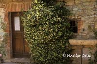 Doorway with jasmine, San Sano, Italy