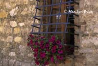 Petunias in a window, San Sano, Italy