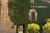 Vine covered wall, San Sano, Italy