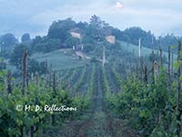 Countryside and vineyard, Panzano, Italy